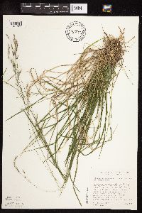 Schizachne purpurascens image