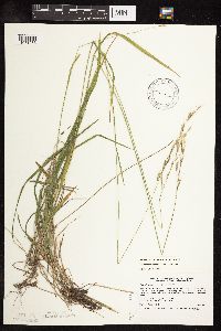 Schizachne purpurascens image