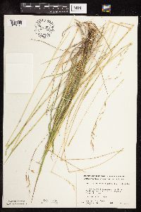 Schizachne purpurascens image