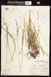 Schizachne purpurascens image