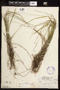 Schizachne purpurascens image