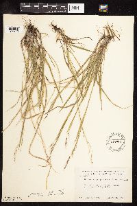 Schizachne purpurascens image