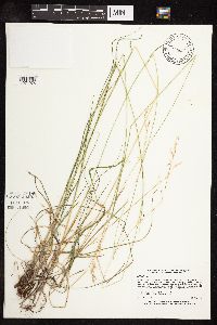 Schizachne purpurascens image