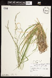 Schizachne purpurascens image