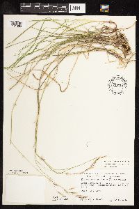 Schizachne purpurascens image