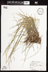 Schizachne purpurascens image