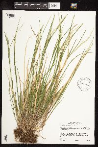 Schizachne purpurascens image