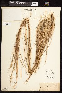 Schizachyrium scoparium var. scoparium image