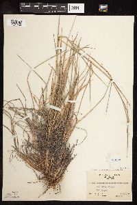 Schizachyrium scoparium var. scoparium image