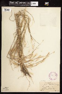 Schizachyrium scoparium image