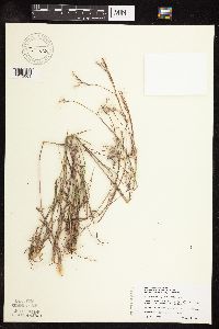 Schizachyrium scoparium image