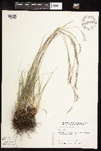 Schizachyrium scoparium image