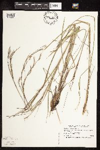 Schizachyrium scoparium image