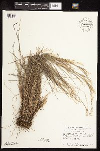 Schizachyrium scoparium image