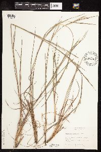 Schizachyrium scoparium var. scoparium image