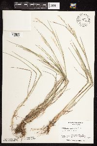 Schizachyrium scoparium image
