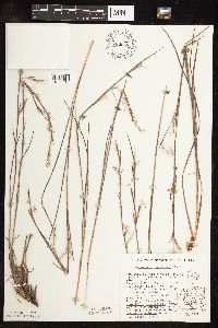 Schizachyrium scoparium var. scoparium image