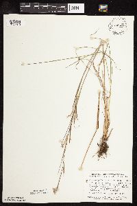 Schizachyrium scoparium image