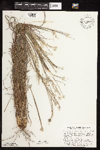 Schizachyrium scoparium var. scoparium image