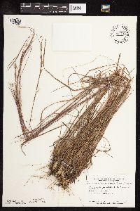 Schizachyrium scoparium image