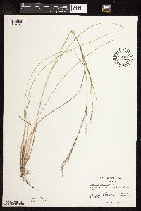 Schizachyrium scoparium image
