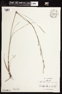 Schizachyrium scoparium image