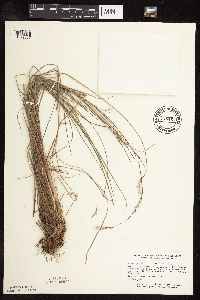 Schizachyrium scoparium image