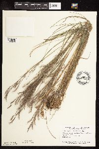 Schizachyrium scoparium image