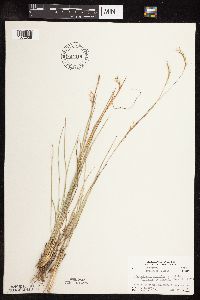 Schizachyrium scoparium image