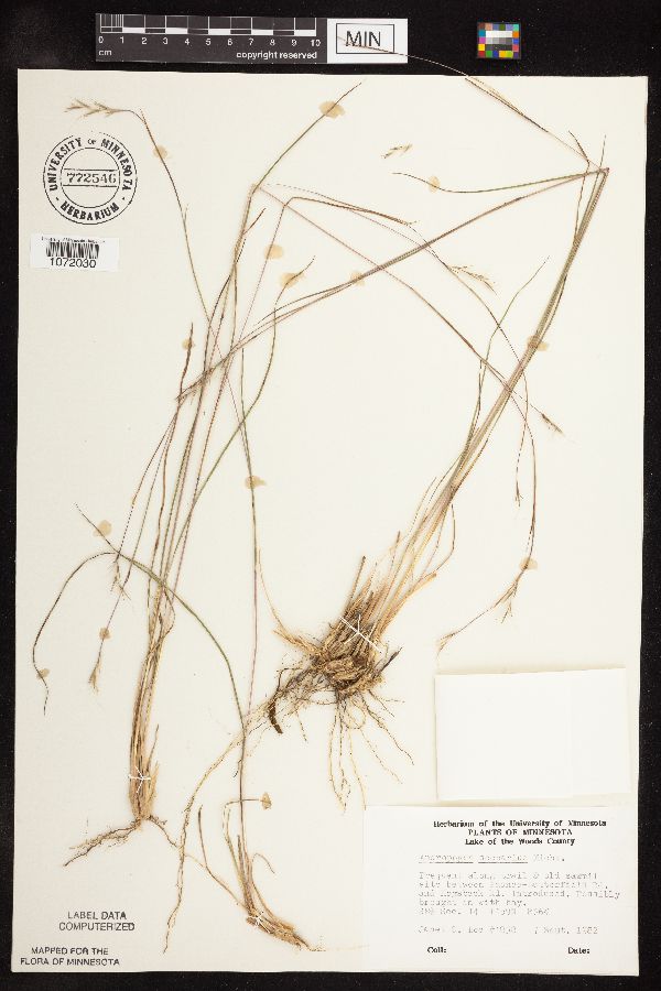 Schizachyrium scoparium image