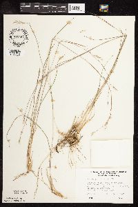 Schizachyrium scoparium var. scoparium image