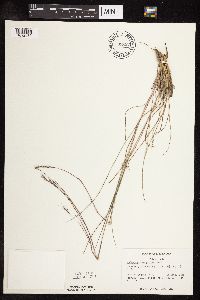 Schizachyrium scoparium image