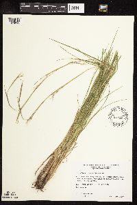 Schizachyrium scoparium image