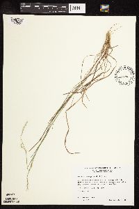 Schizachyrium scoparium image