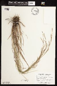 Schizachyrium scoparium image