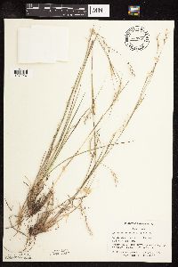 Schizachyrium scoparium image