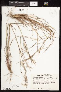 Schizachyrium scoparium image