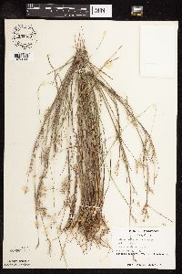 Schizachyrium scoparium var. scoparium image