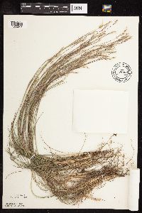 Schizachyrium scoparium var. scoparium image