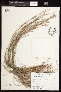 Schizachyrium scoparium var. scoparium image