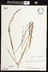 Schizachyrium scoparium image