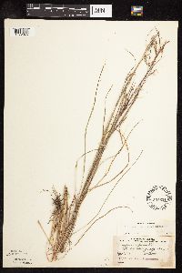Schizachyrium scoparium image