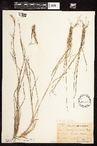 Schizachyrium scoparium image