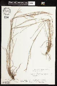 Schizachyrium scoparium image