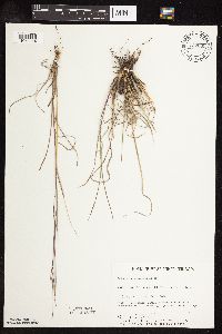 Schizachyrium scoparium image