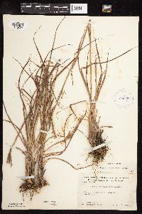 Schizachyrium scoparium image