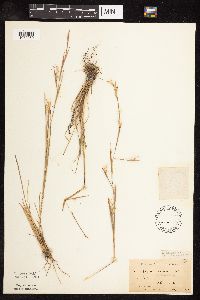 Schizachyrium scoparium image