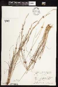 Schizachyrium scoparium image