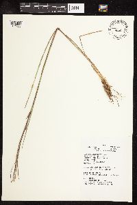 Schizachyrium scoparium var. scoparium image