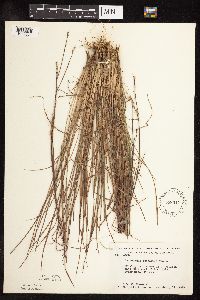Schizachyrium scoparium image